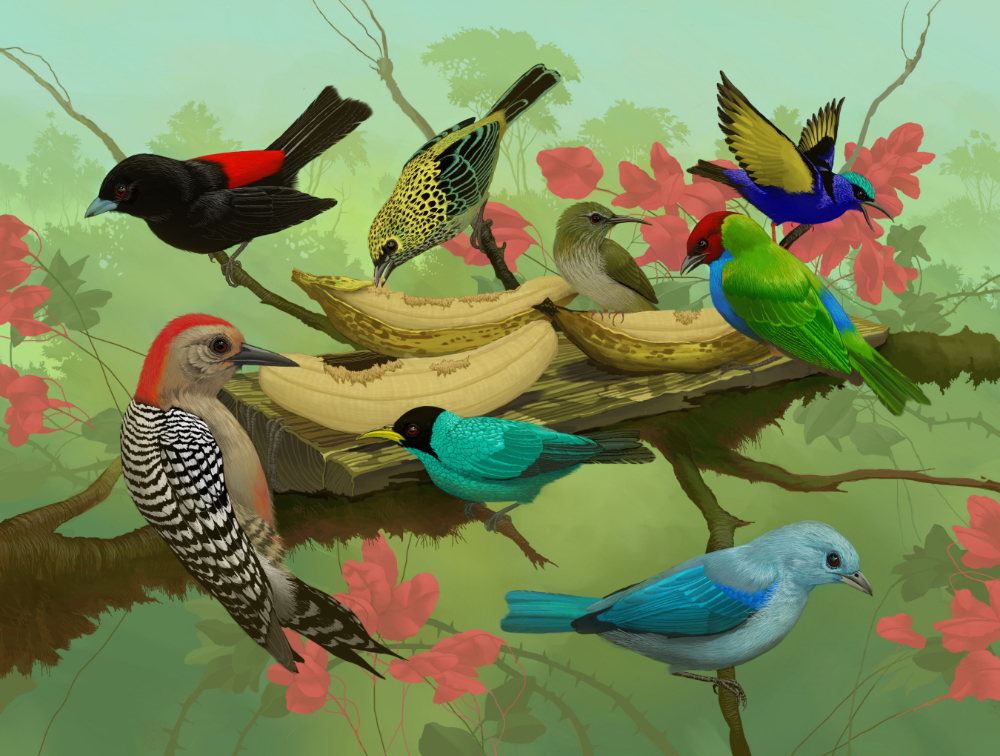 Collective Nouns - The Neotropic Bird Project Blog